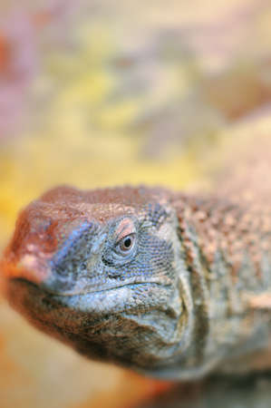 Closeup eye a tropical fish. The colourful underwater world of the warm seasの写真素材