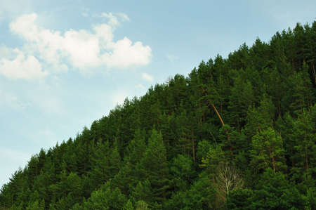 Green forest. The mixed wood on mountain in the East Europe. Ukraine.の写真素材