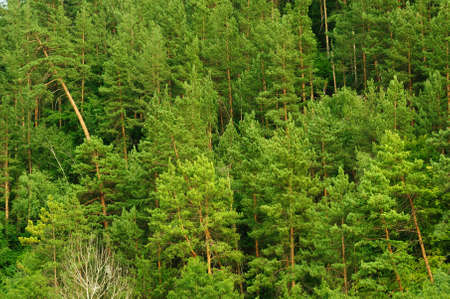 Green forest. The mixed wood on mountain in the East Europe. Ukraine.