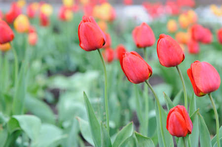 red tulips. Spring flowers blossoming on a bed