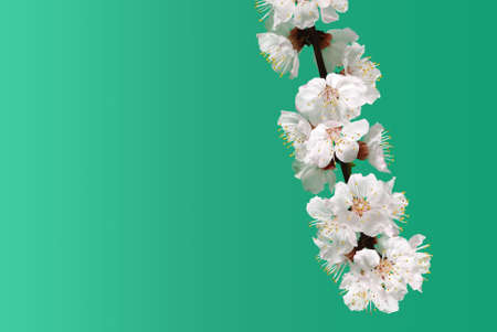 Blossoming branch of a tree. A fruit tree - an apricot, blooming in the early spring