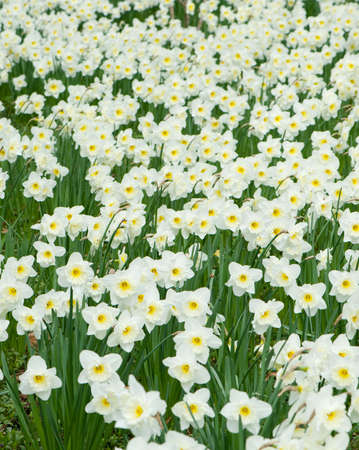 Field of white colors. Spring primroses of white color with yellow pestlesの写真素材