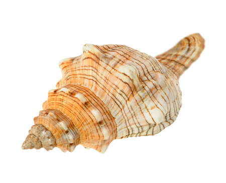 Sea cockleshell. It is isolated on a white background.