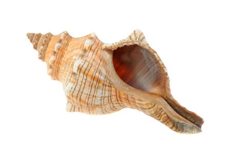 Sea cockleshell. It is isolated on a white background.