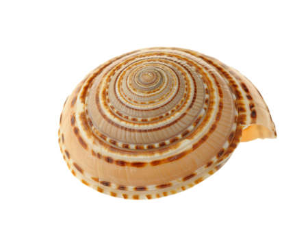Sea cockleshell. It is isolated on a white background.