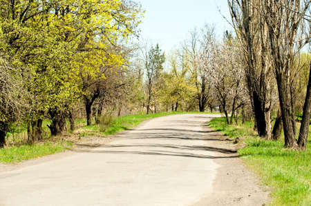 Road in forest. Day time time of day, green plantingsの写真素材