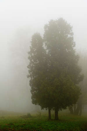 Tree in a fog.Autumn tree in a dense fog