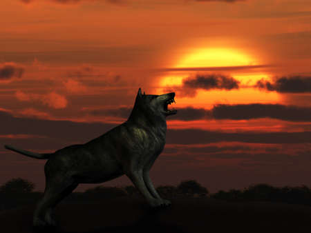 The wolf on sunset. The detailed illustration of an animal and beautiful landscape.