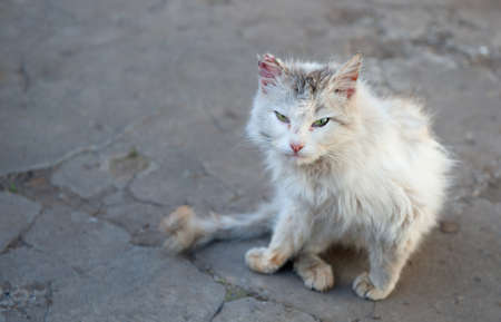 Vagrant cat. Dirty an animal in the streetの写真素材