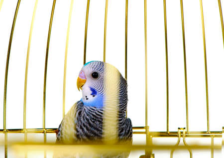 Parrot in cage. It is isolated on a white background.の写真素材