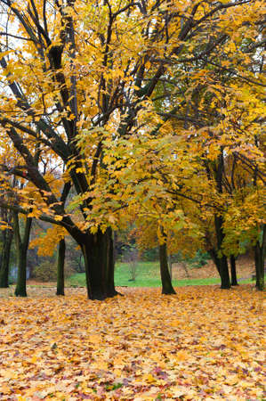 Autumn tree with yellow foliage. The Lvov parkの写真素材