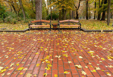 Autumn park. Rainy weather. The Lvov parkの写真素材