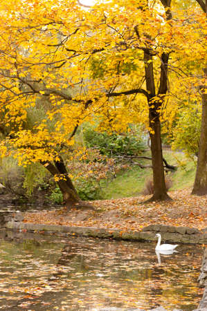 Lake with a swan in autumn park. The Lvov parkの写真素材