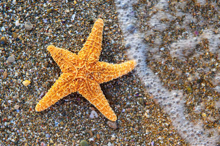 Starfish on sea coast. A wet shell rockの写真素材