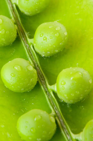 Pea. A photo close up of peas with water dropsの写真素材