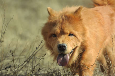 Dog breed of Chow-chow. A photo on outdoorsの写真素材
