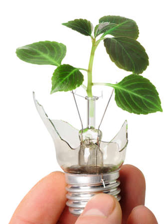 The broken bulb in a hand with a plant growing from it. It is isolated on a white backgroundの写真素材