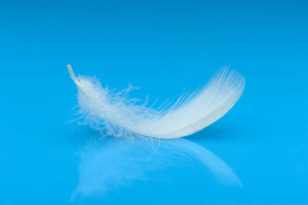 Feather. The bird's feather lies on a blue background with reflexionの写真素材