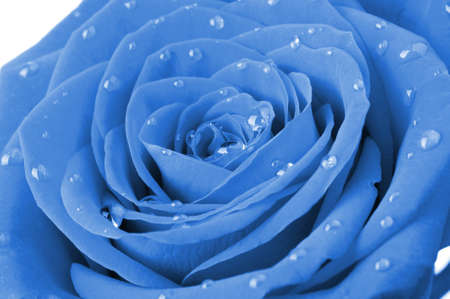 blue rose with water drops. A photo closeupの写真素材