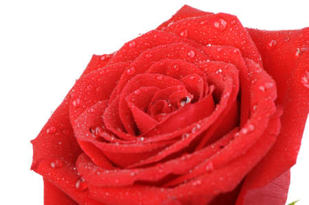 Red rose with water drops it is isolated on a white background. A photo close upの写真素材