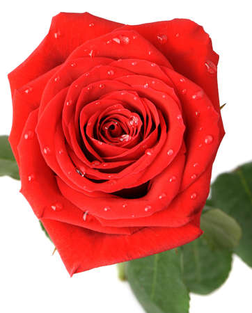 Red rose with water drops it is isolated on a white background. A photo close upの写真素材