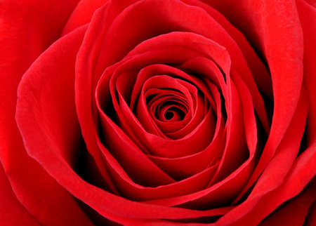 Red rose background closeup.Detail photo flower.の写真素材