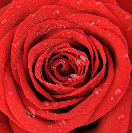 Red rose with water drops. A photo close upの写真素材