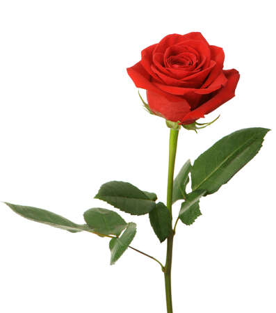 Red rose. It is isolated on a white backgroundの写真素材