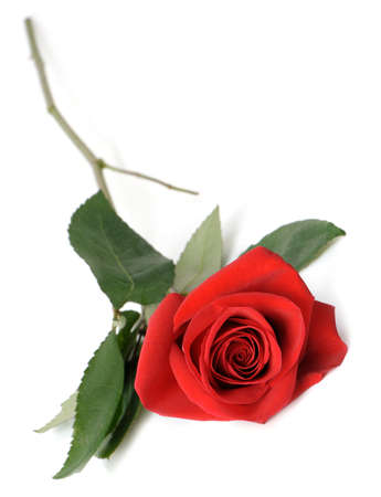 Red rose it is isolated. Lies on a white backgroundの写真素材