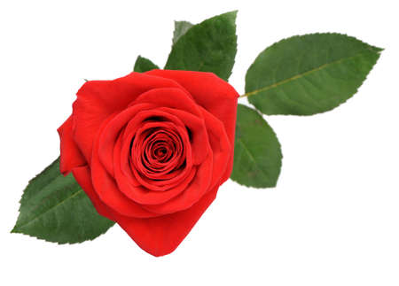 Red rose the top view. It is isolated on a white backgroundの写真素材