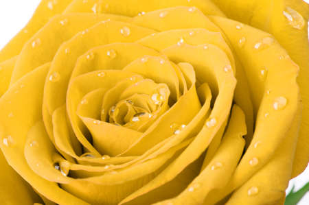 Yellow rose with water drops. A photo closeupの写真素材