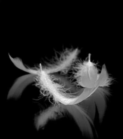 Feathers. The bird's feathers lies on a black background with reflexionの写真素材