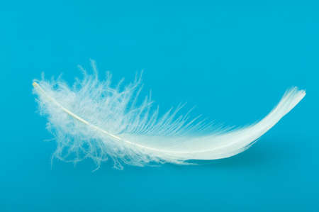 Feather. The bird's feather lies on a blue background with reflexionの写真素材