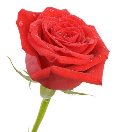 Red rose with water drops it is isolated on a white background. A photo close upの写真素材