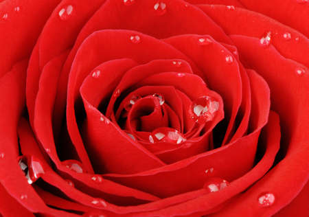 Red rose with water drops. A photo close upの写真素材