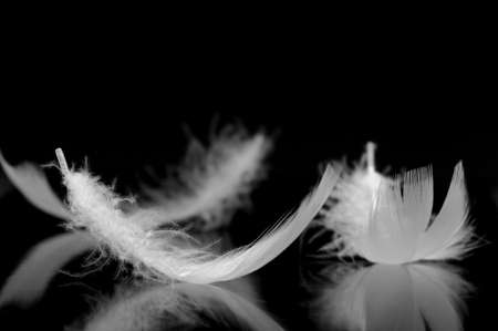 Feathers. The bird's feathers lies on a black background with reflexionの写真素材
