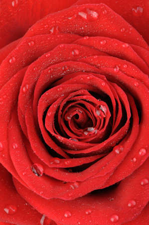 Rose with dropsの写真素材