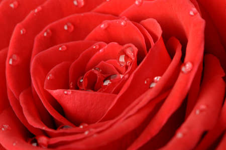 Rose with dropsの写真素材