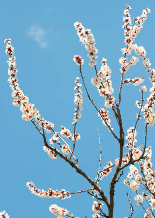 Blossoming branches of a tree. White flowers on a background of the blue skyの写真素材