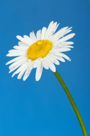 Camomile with dew drops. It is isolated on a blue backgroundの写真素材