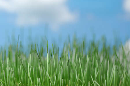 Natural grass against the sky. Selective focusの写真素材