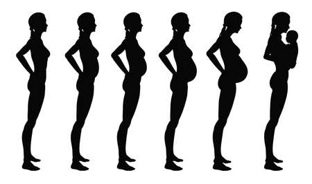 Stages of pregnancy of the woman. A profile full growth it is isolated on a white backgroundのイラスト素材