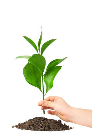 Children hand putting a plant in ground. Isolated on white backgroundの写真素材