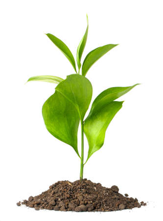 Heap dirt with a green plant. Isolated on white backgroundの写真素材