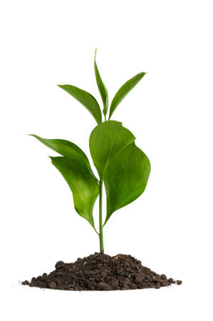Heap dirt with a green plant. Isolated on white backgroundの写真素材