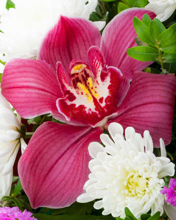 Orchid. Highly detailed Photo flower close up.の写真素材