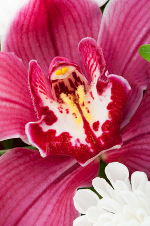 Orchid. Highly detailed Photo flower close up.の写真素材