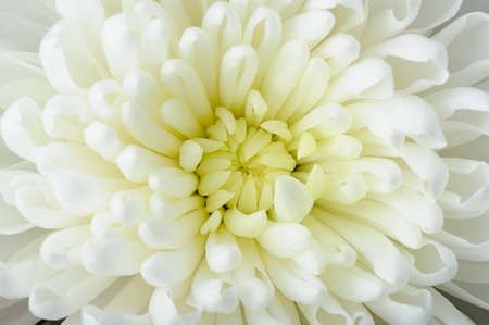 White chrysanthemum. A photo close up. Selective focus in the shot centreの写真素材