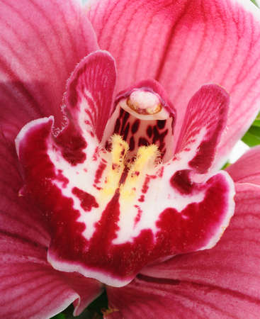 Orchid. Highly detailed Photo flower close up.の写真素材