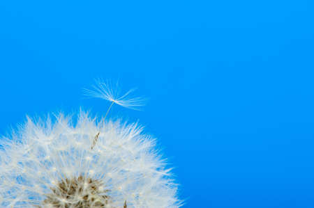 Dandelion on a blue background. Detailed picture of a flowerの写真素材
